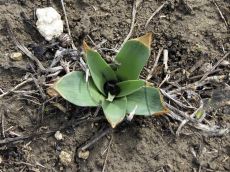 Bellevalia-speciosa_начало-вегетации